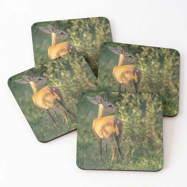Item preview, Steenbok Botswana Africa designed and sold by PhotoArt by Joan Carroll.