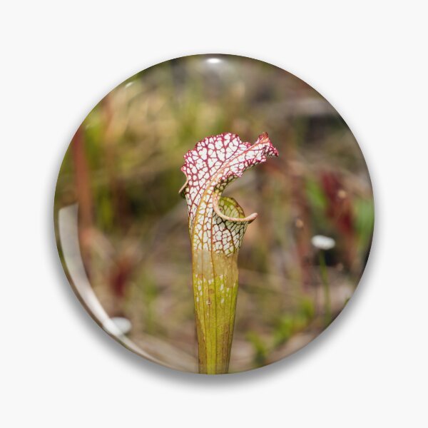 Item preview, Whitetop  Pitcherplant designed and sold by TinyDinoDesigns.
