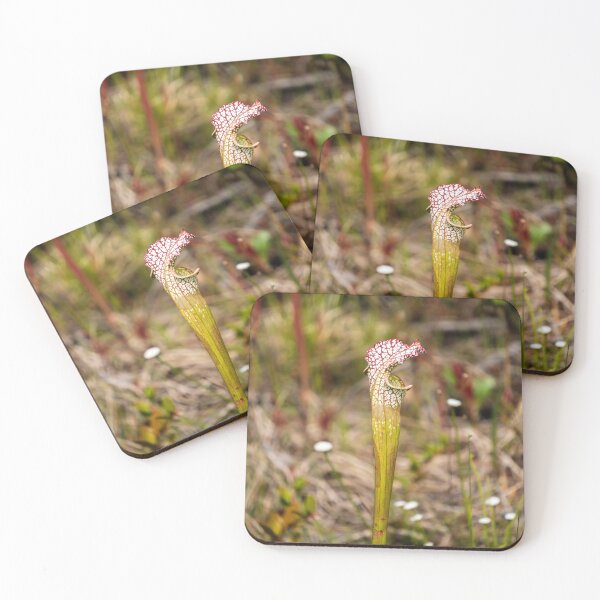 Item preview, Whitetop Pitcherplant designed and sold by TinyDinoDesigns.