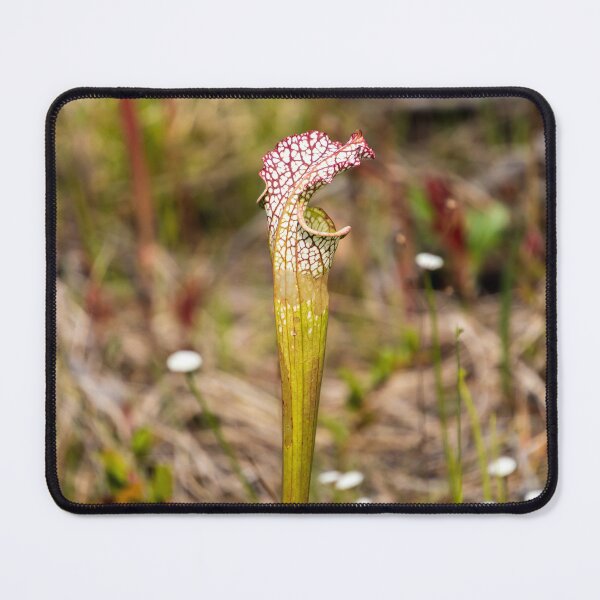 Item preview, Whitetop Pitcherplant designed and sold by TinyDinoDesigns.