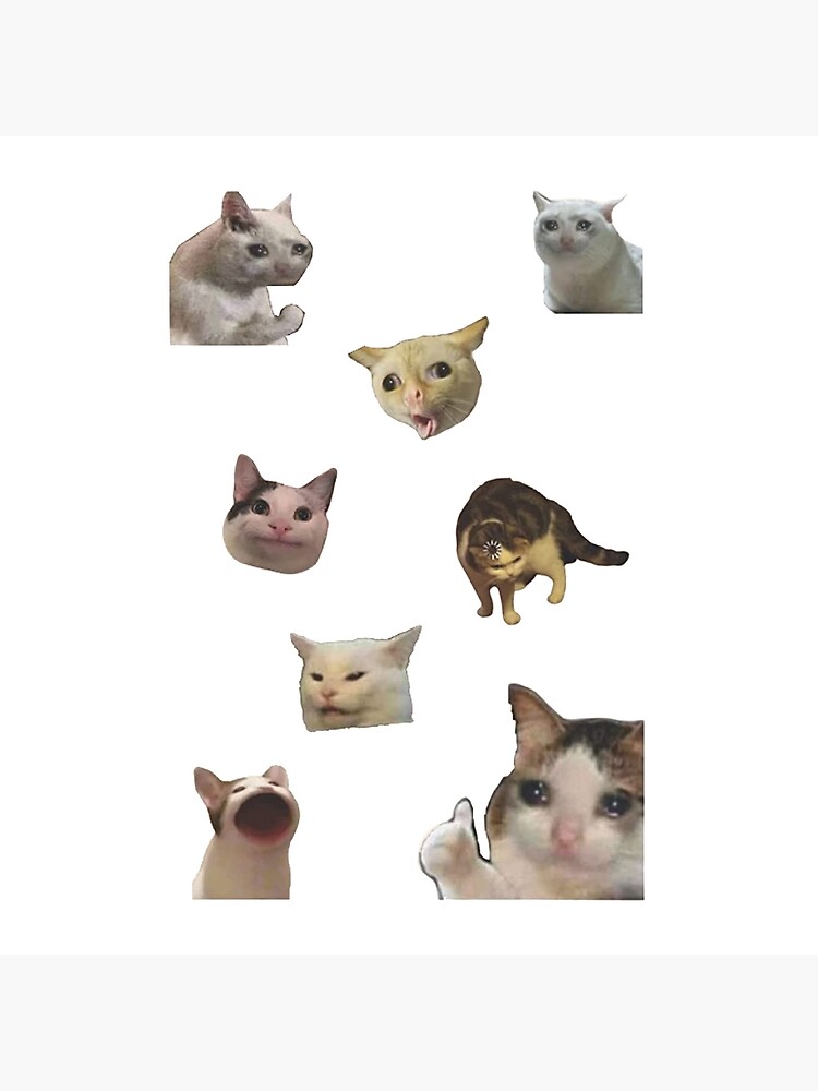 100 Gato ideas  cats, cute cats, cat memes