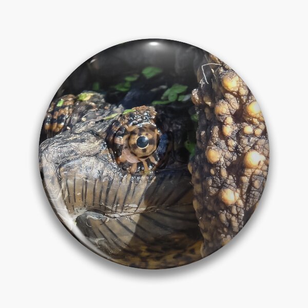 Artikelvorschau, Schnappschildkröte aus nächster Nähe von Brandon Cable entworfen und verkauft von BrandonArtWorld.