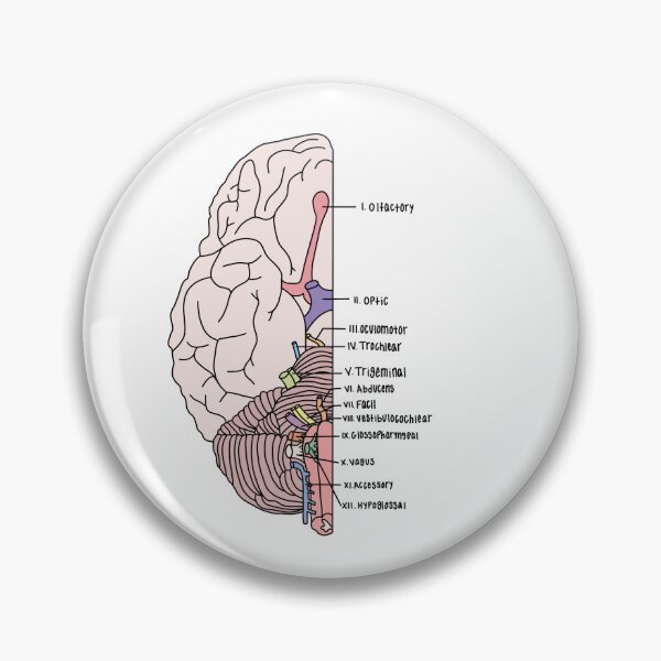Item preview, Labeled Cranial Nerves  designed and sold by Katherine Winner.