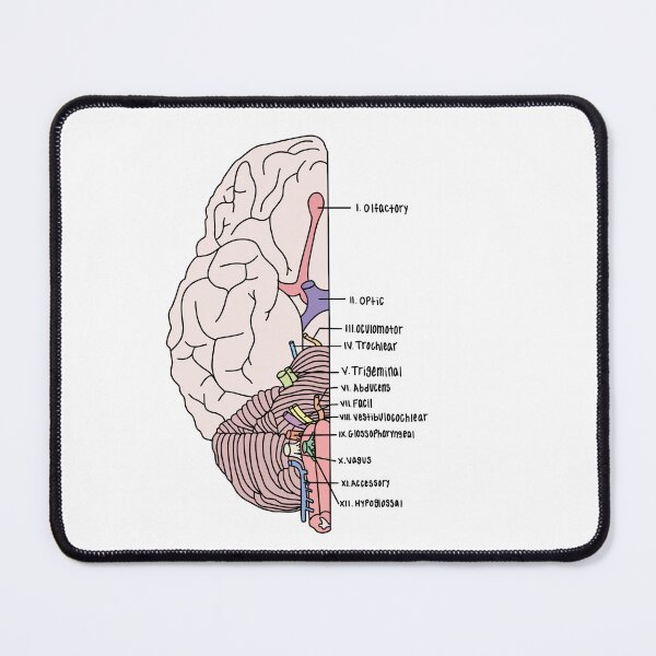 Item preview, Labeled Cranial Nerves  designed and sold by Katherine Winner.