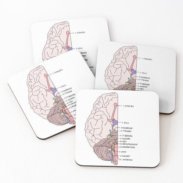 Item preview, Labeled Cranial Nerves designed and sold by Katherine Winner.