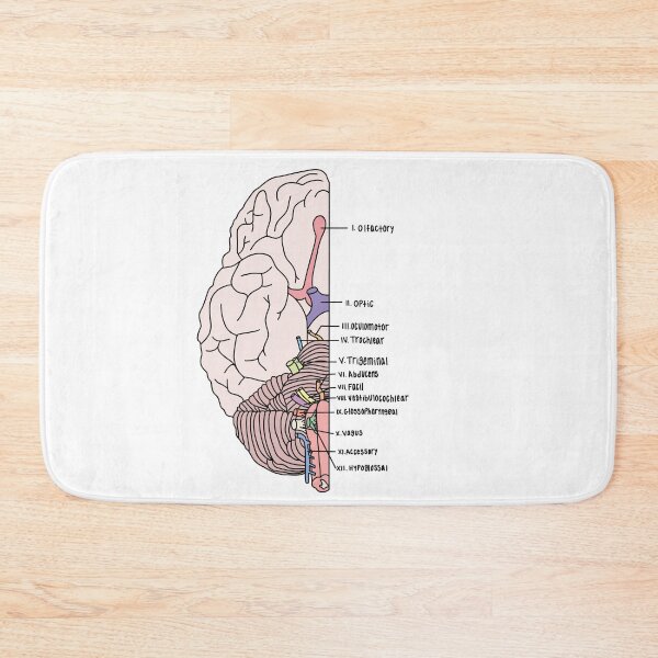 Item preview, Labeled Cranial Nerves  designed and sold by Katherine Winner.