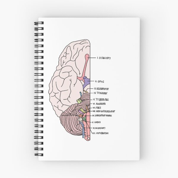 Item preview, Labeled Cranial Nerves  designed and sold by Katherine Winner.