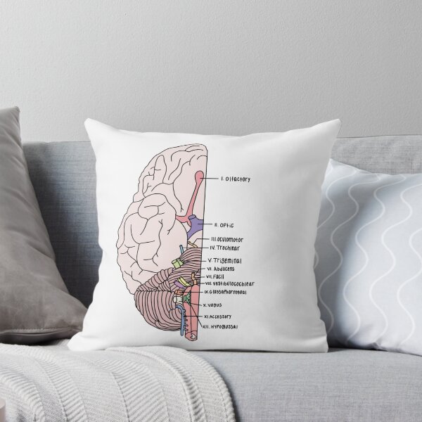 Item preview, Labeled Cranial Nerves  designed and sold by Katherine Winner.