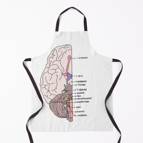 Item preview, Labeled Cranial Nerves  designed and sold by Katherine Winner.