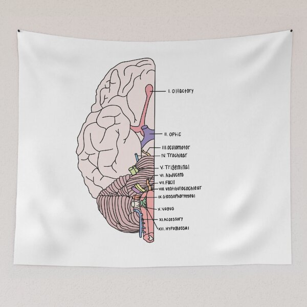 Item preview, Labeled Cranial Nerves  designed and sold by Katherine Winner.