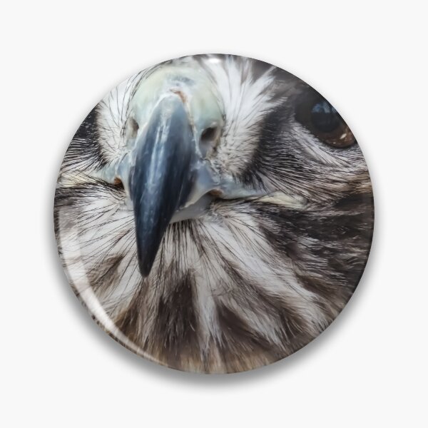 Artikelvorschau, Hawk Nahaufnahme von Brandon Cable entworfen und verkauft von BrandonArtWorld.