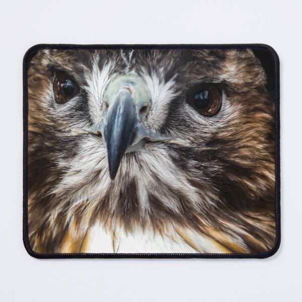 Item preview, Hawk Close Up By Brandon Cable designed and sold by BrandonArtWorld.