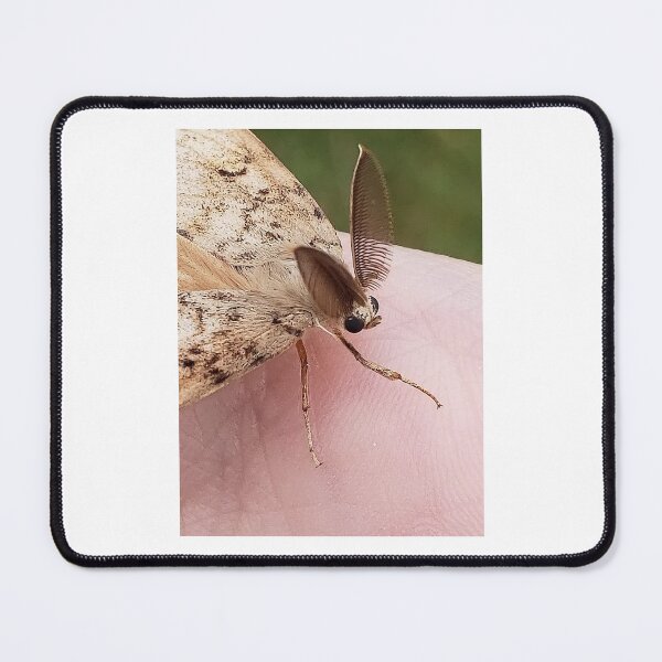 Item preview, Moth Friend - Original Photography designed and sold by JulienneJc.