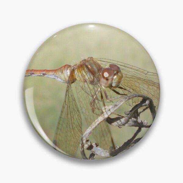 Artikelvorschau, Dragonfly in Sunlight - Original Photography entworfen und verkauft von JulienneJc.