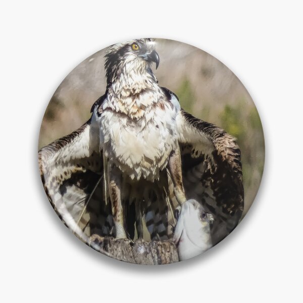Item preview, Osprey after the Catch by Brandon Cable  designed and sold by BrandonArtWorld.
