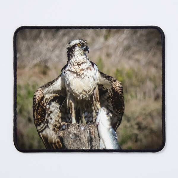 Item preview, Osprey after the Catch by Brandon Cable  designed and sold by BrandonArtWorld.