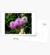 Sensitive Brier Postcards