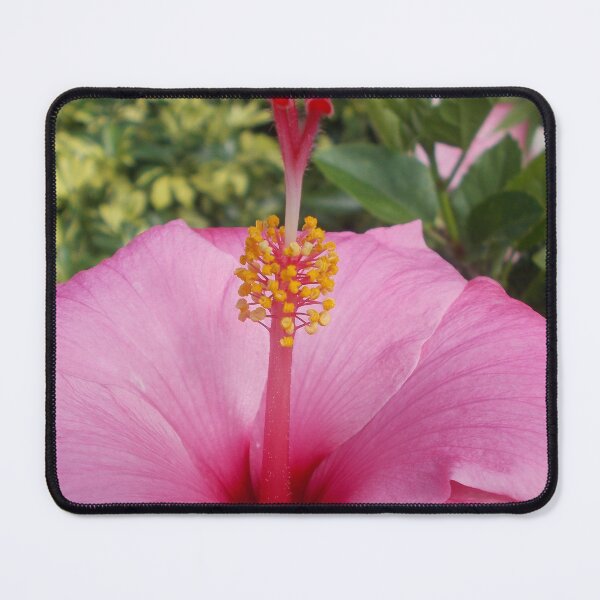 Item preview, Pink Hibiscus Flower - Original Photography designed and sold by JulienneJc.