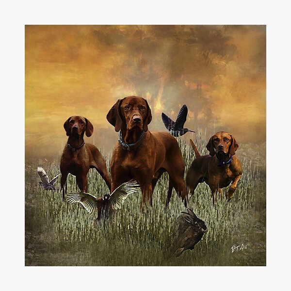 Duck hunting best sale dogs for sale