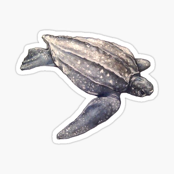 Leatherback Turtle Sticker