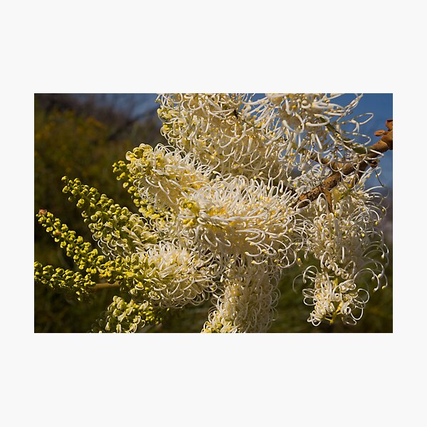 Item preview, Australian Wild Flowers #13 designed and sold by Paul Gilbert.