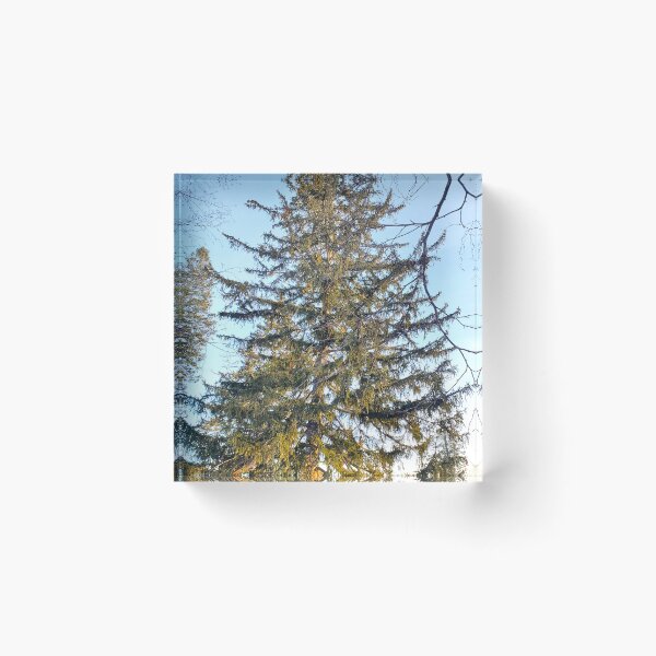 Item preview, Coniferous  designed and sold by etherealwonders.