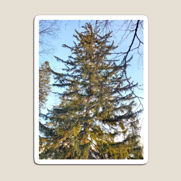 Item preview, Coniferous  designed and sold by etherealwonders.