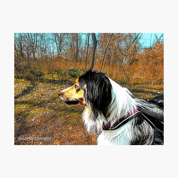 Sarabi Photographic Print