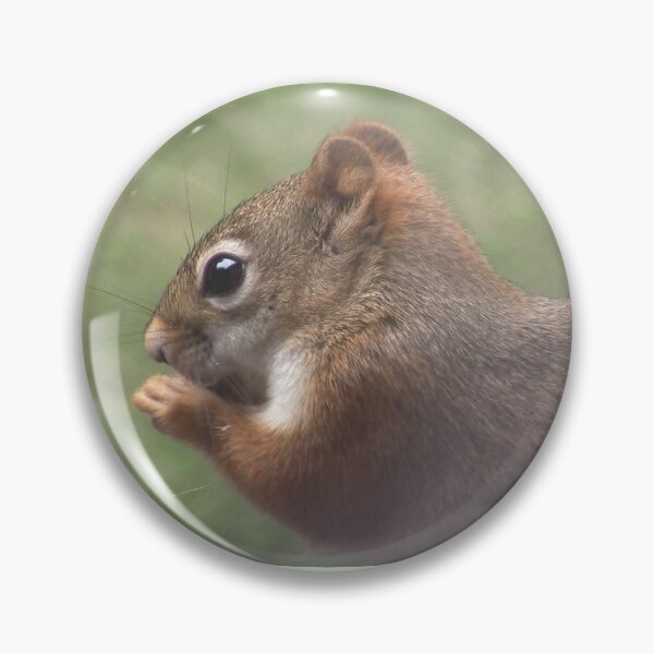 Artikelvorschau, Squirrel Lover - Original Photography entworfen und verkauft von JulienneJc.