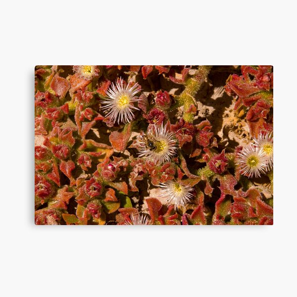 Item preview, Australian Wild Flowers #14 designed and sold by Paul Gilbert.