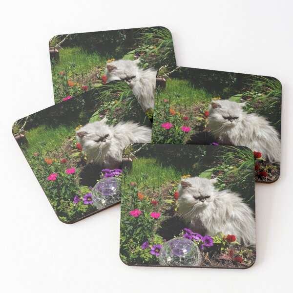 Item preview, Persian Chinchilla Cat in Garden - Original Photography designed and sold by JulienneJc.