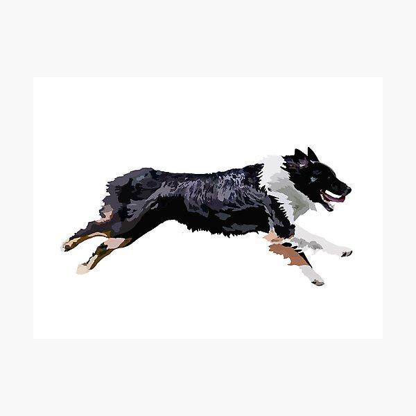 Item preview, Tri Colored Mini American Shepherd “Pocus” designed and sold by MC Cranberry.