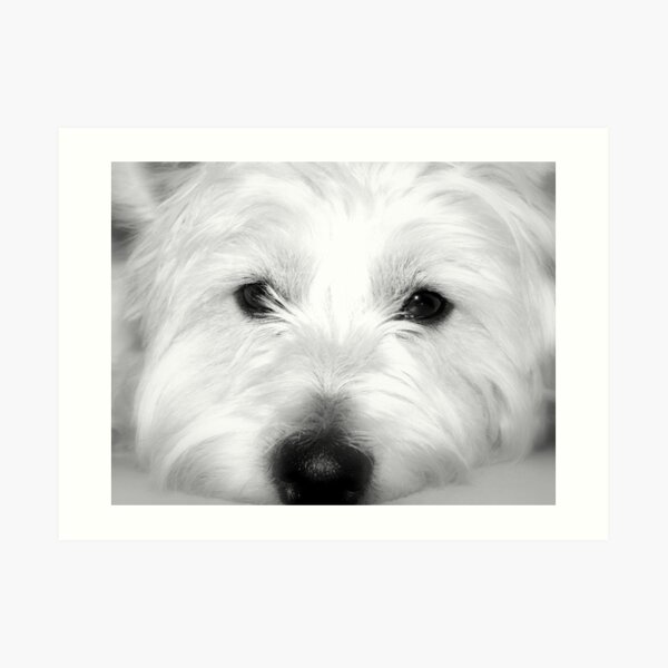 Puppy Art Print