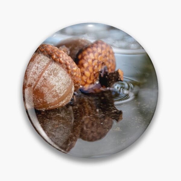 Item preview, Acorns in Algonquin Park, Ontario designed and sold by jrtwynam.