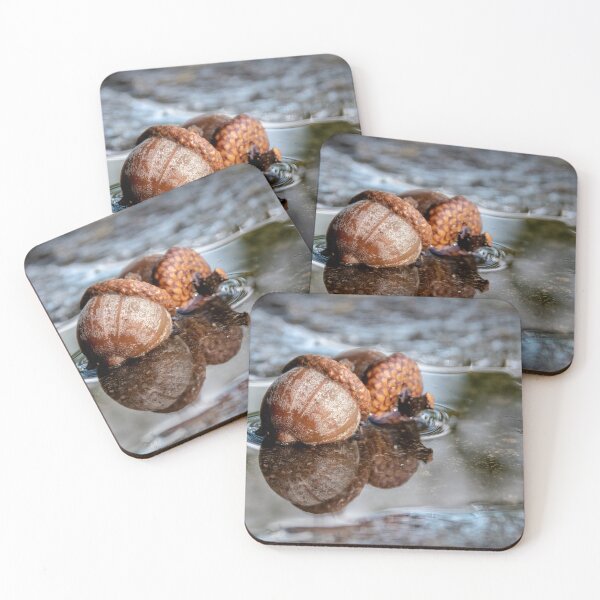 Item preview, Acorns in Algonquin Park, Ontario designed and sold by jrtwynam.