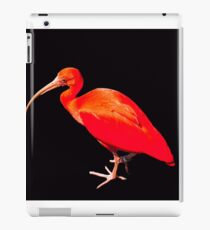 Scarlet ibis on black background iPad Case/Skin