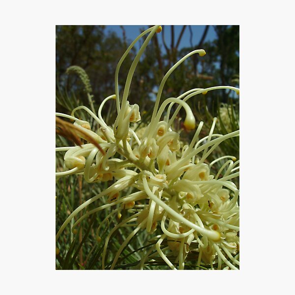 Artikelvorschau, Creamy Grevillea entworfen und verkauft von Skyhorse.