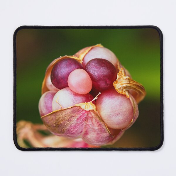 Item preview, Lily Seed Pod Pink Jewels  designed and sold by Joy Watson - Natural Light Photography .