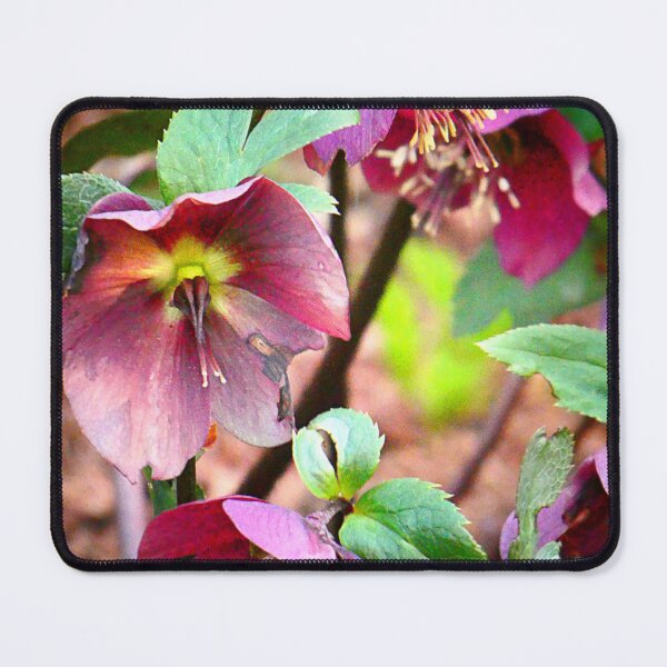 Item preview, Helleborus designed and sold by angel1.