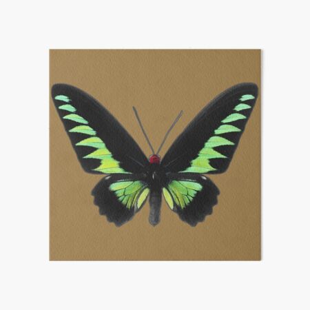 Item preview, Rajah Brooke Birdwing Butterfly designed and sold by Kerry-Symetria.