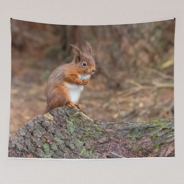 Item preview, Cute red squirrel designed and sold by HaleyRedshaw.
