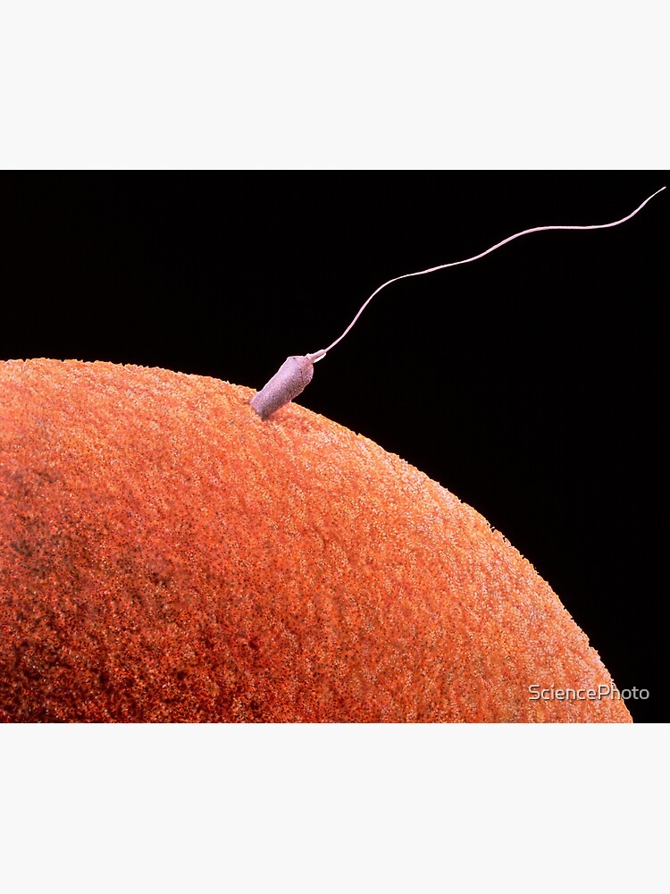 Disover Illustration of a human sperm fertilising an egg. Canvas