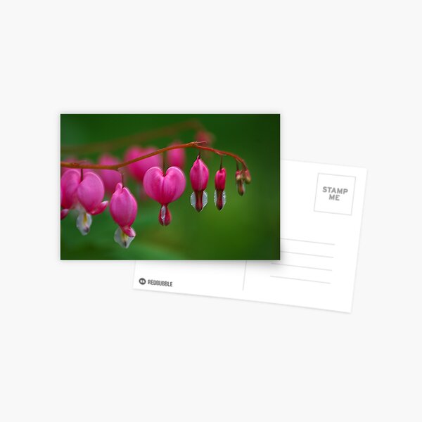 Item preview, Bleeding Heart Flower designed and sold by HSIMONIAN.