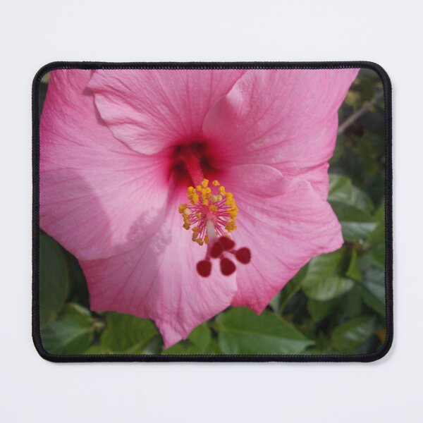 Item preview, Pink Hibiscus - Original Photography designed and sold by JulienneJc.