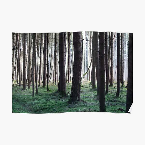 Idyllic forest scene in spring Poster
