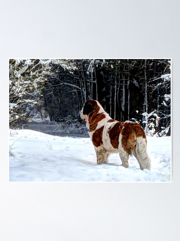 St Bernard dog in the snow Poster