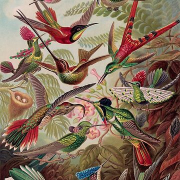 ARTCANVAS Hummingbirds 1904 Canvas Art Print by selling Ernst Haeckel