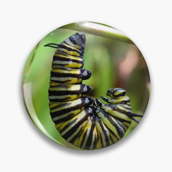 Item preview, Danaus Plexippus Preparing for the Pupal Stage designed and sold by TrevorAlanPix.