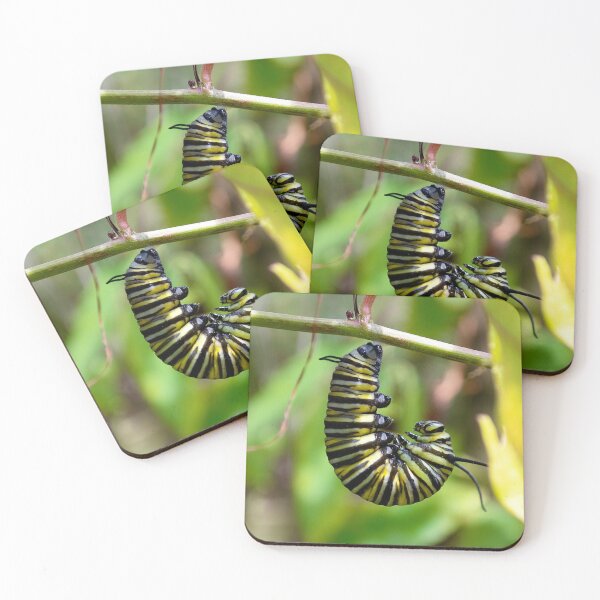 Item preview, Danaus Plexippus Preparing for the Pupal Stage designed and sold by TrevorAlanPix.