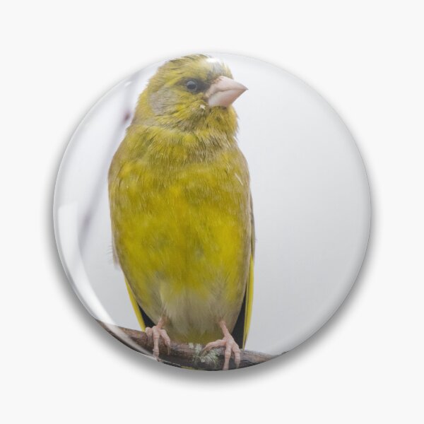 Item preview, Greenfinch designed and sold by LaurenTucker.